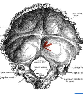 fig 2a